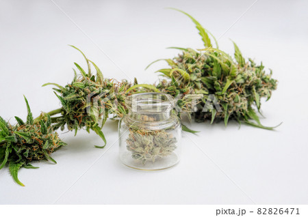 Marijuana plant on white background. Cannabis plant, blossom buds. Drying and Curing 82826471