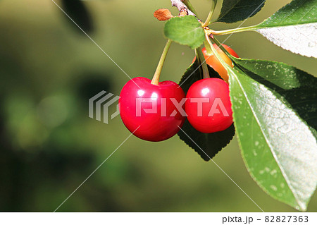 A cluster of sour cherries hanging on a tree branch A cluster of sour cherries hanging on a tree branch 82827363