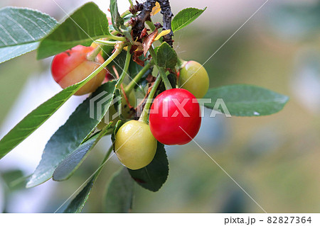Sour cherries in various states of ripeness Sour cherries in various states of ripeness 82827364