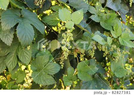 View of hop buds and leaves on a vine View of hop buds and leaves on a vine 82827381
