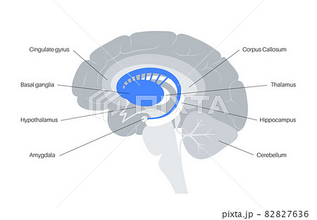 Basal ganglia anatomy 82827636