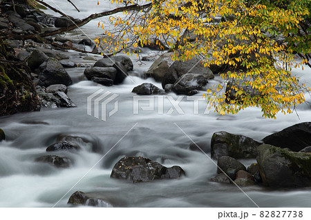 【北海道美瑛町】黄葉と川の流れ　10月 82827738