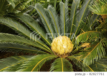 鹿児島県奄美パーク　一村の杜　ソテツの花 82827761