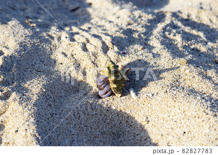 奄美大島 土盛海岸で見たヤドカリ 奄美大島 土盛海岸で見たヤドカリ 82827783