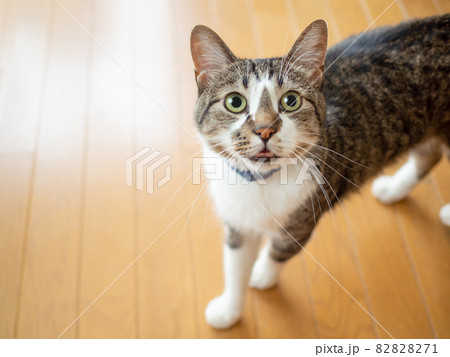 床の上で見上げる猫 床の上で見上げる猫 82828271