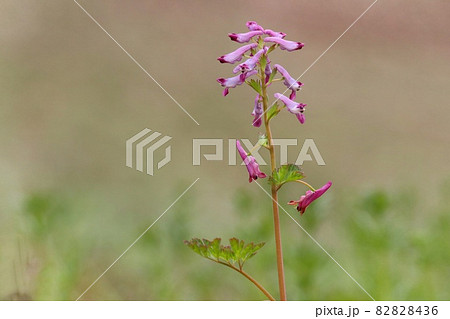 ムラサキケマン 山野草 雑草 赤紫色の花 林間の下草 春の写真素材 8436