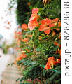 花 屋外 葉 82828638