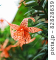 花 屋外 葉 82828639