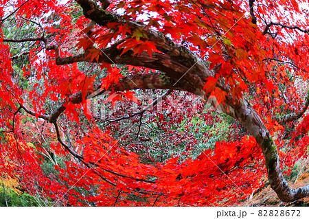 紅葉舞う 82828672