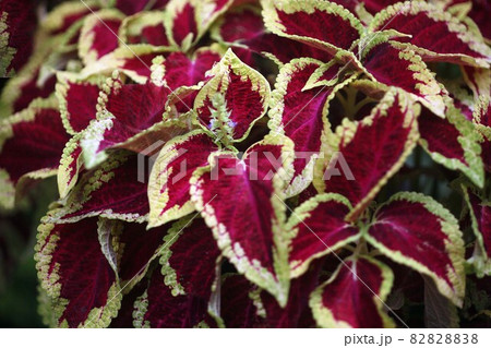 コリウス 赤にクリーム色の葉の写真素材