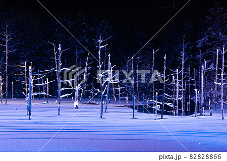 ライトアップされた冬の幻想的な青い池　美瑛町 82828866