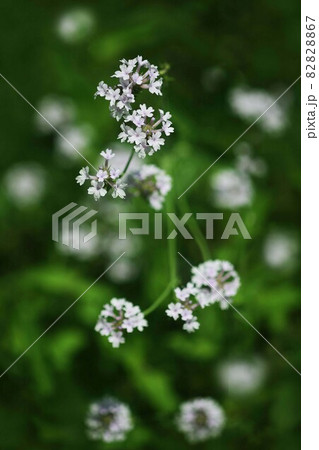 ハマカンザシ  薄ピンク色の花 82828867