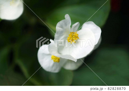 ベゴニア ・センパフローレンス 白い花 ベゴニア ・センパフローレンス 白い花 82828870