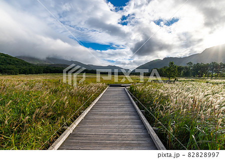 タデ原湿原 秋の始まり タデ原湿原 秋の始まり 82828997