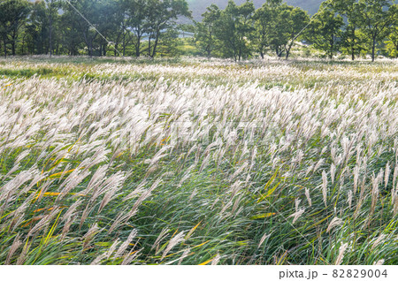 タデ原湿原 秋の始まり タデ原湿原 秋の始まり 82829004