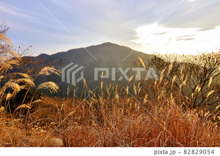 丹沢の二ノ塔より朝日に染まるススキに大山 82829054