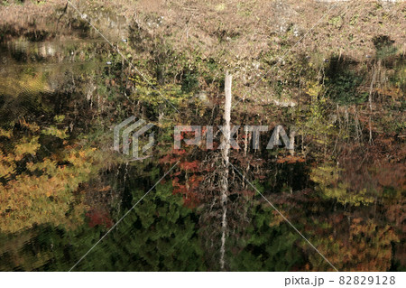 鳥取　四季の散歩　秋　佐治ダム 82829128