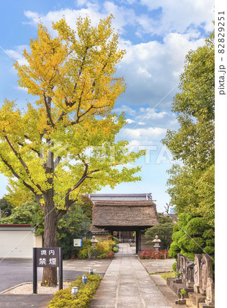 [東京・堀切] 秋に隅田川七福神の毘沙門天を祀る多聞寺の参道で立つ黄色いイチョウ。 82829251