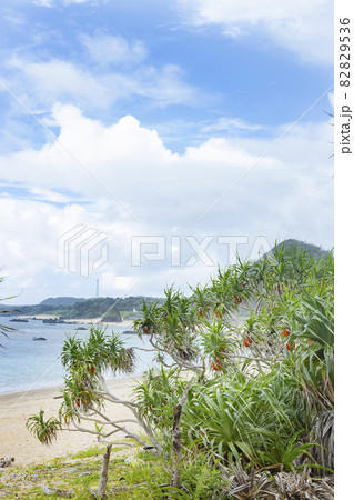奄美大島 用集落で見たアダンの木 奄美大島 用集落で見たアダンの木 82829536