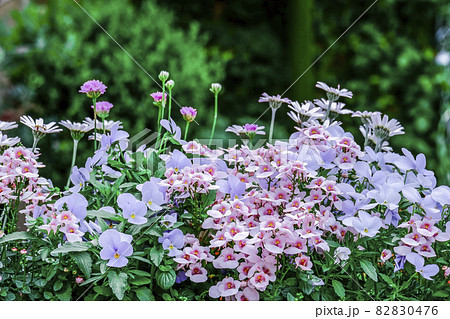 花壇に満開に咲く優しい色合いの草花 花壇に満開に咲く優しい色合いの草花 82830476