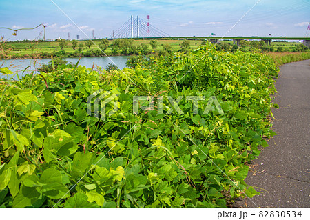 荒川 さきたま大橋 サイクリングコース 朝霞水門付近の景色 荒川 さきたま大橋 サイクリングコース 朝霞水門付近の景色 82830534