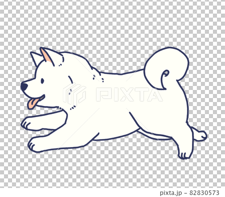 走っているかわいい白柴のイラスト素材 0573