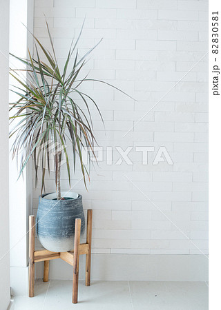 白い玄関の観葉植物とエコカラットタイルの写真素材 0581