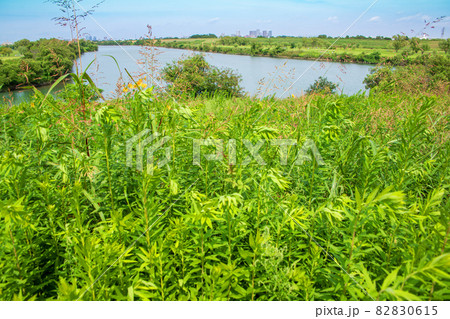 荒川 荒川上流方面 秋の風景 朝霞水門付近の景色 荒川 荒川上流方面 秋の風景 朝霞水門付近の景色 82830615