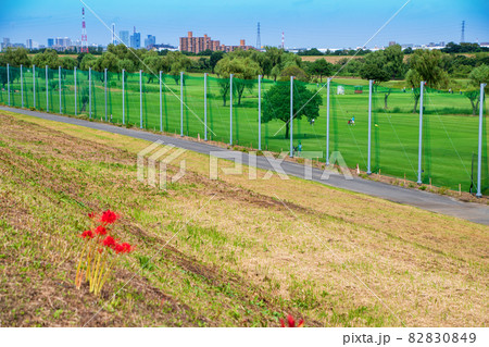 荒川河川敷 ゴルフ場 秋の風景 朝霞水門付近の景色 荒川河川敷 ゴルフ場 秋の風景 朝霞水門付近の景色 82830849