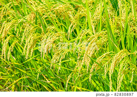 秋の稲 82830897