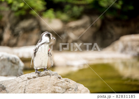 動物園のペンギン 82831185