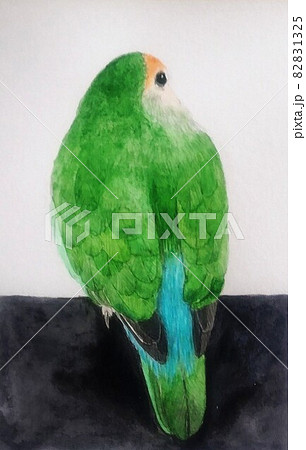 コザクラインコの後ろ姿のイラスト素材 1325 コザクラインコの後ろ姿のイラスト素材 1325