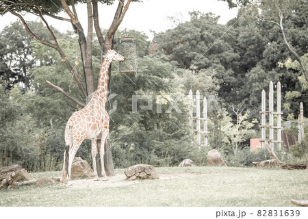 動物園のキリン全身の写真素材 1639