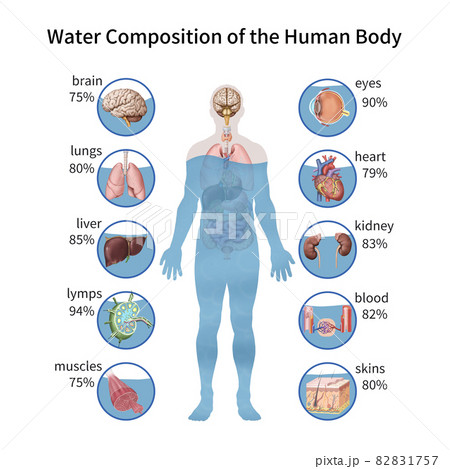 人体 水分 比 82831757