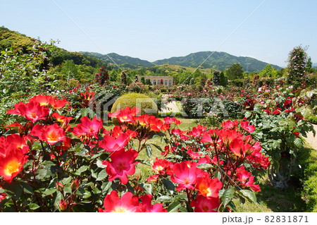 河津バガテル公園 82831871