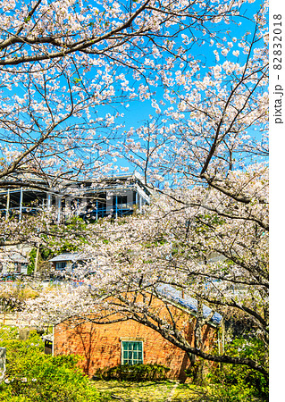 小菅修船場跡の桜 世界文化遺産 【長崎市】 小菅修船場跡の桜 世界文化遺産 【長崎市】 82832018