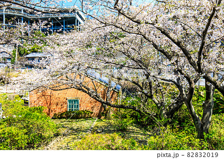 小菅修船場跡の桜 世界文化遺産 【長崎市】 小菅修船場跡の桜 世界文化遺産 【長崎市】 82832019