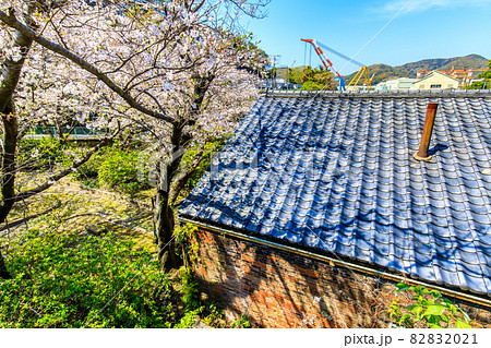 小菅修船場跡の桜　世界文化遺産　【長崎市】 82832021