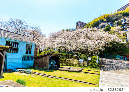 小菅修船場跡の桜 世界文化遺産 【長崎市】 小菅修船場跡の桜 世界文化遺産 【長崎市】 82832024