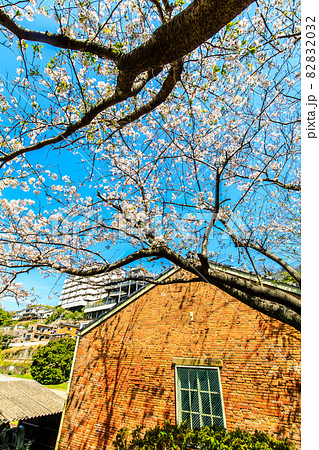 小菅修船場跡の桜　世界文化遺産　【長崎市】 82832032