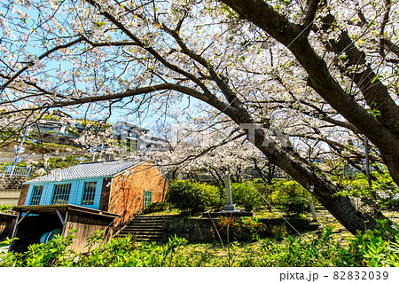 小菅修船場跡の桜　世界文化遺産　【長崎市】 82832039