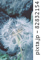 タンポポ 82832154