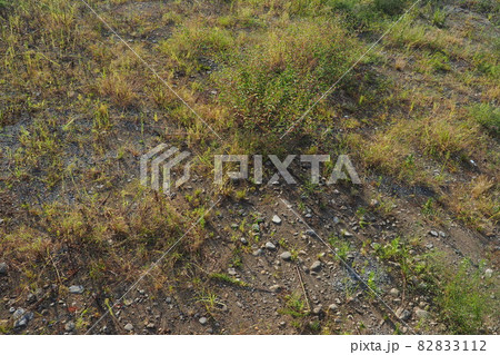 荒地 草原 野原 雑草 土地 荒地 草原 野原 雑草 土地 82833112