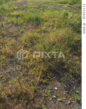 荒地 草原 野原 雑草 土地 荒地 草原 野原 雑草 土地 82833113