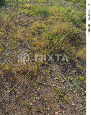 荒地 草原 野原 雑草 土地 荒地 草原 野原 雑草 土地 82833114