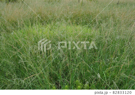 荒地　草原　野原　雑草　土地 82833120