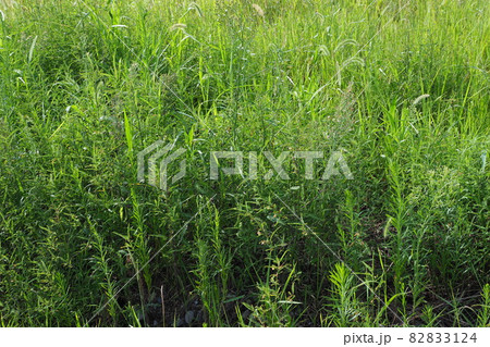荒地　草原　野原　雑草　土地 82833124