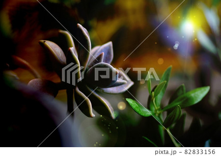 幻想的な植物の世界【ダーク】 82833156