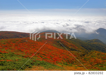 宮城県岩手県秋田県の三県にまたがる栗駒山 紅葉とふもとに広がる雲海 宮城県岩手県秋田県の三県にまたがる栗駒山 紅葉とふもとに広がる雲海 82833202