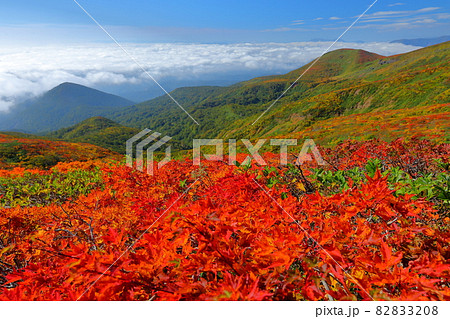 宮城県岩手県秋田県の三県にまたがる栗駒山 紅葉とふもとに広がる雲海 宮城県岩手県秋田県の三県にまたがる栗駒山 紅葉とふもとに広がる雲海 82833208